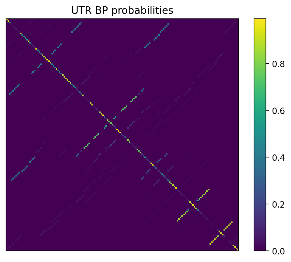 Heatmap of base pair probabilities for 1000 computational NUPACK foldings of the 5prime UTR