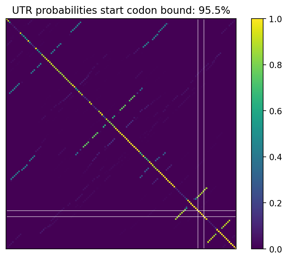 Heatmap of base pair probabilities for computational NUPACK foldings of the 5prime UTR that leave the start codon bound