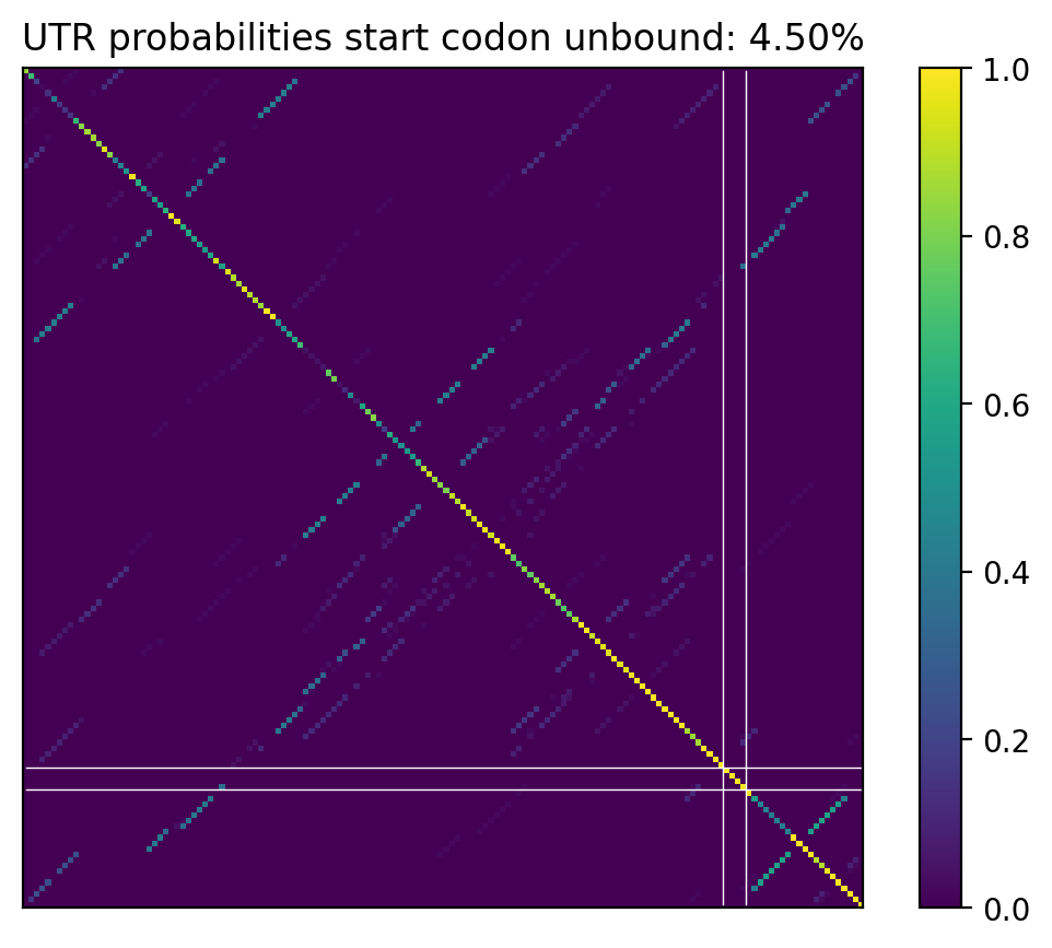 Heatmap of base pair probabilities for computational NUPACK foldings of the 5prime UTR that leave the start codon unbound