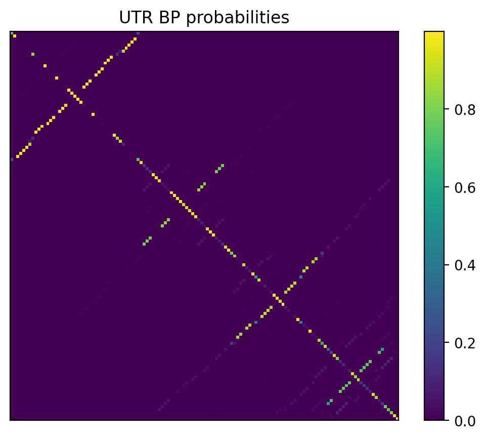 Heatmap of base pair probabilities for 1000 computational NUPACK foldings of the 5prime UTR