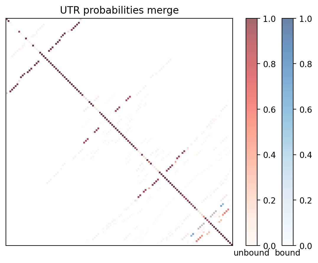 Heatmap of base pair probabilities for computational NUPACK foldings of the 5prime UTR with the bound and unbound conformers overlaid