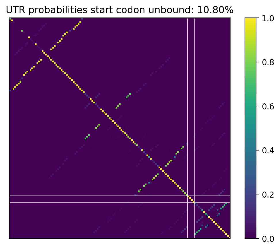 Heatmap of base pair probabilities for computational NUPACK foldings of the 5prime UTR that leave the start codon unbound