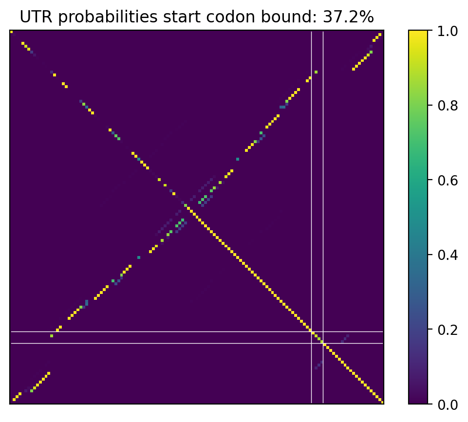 Heatmap of base pair probabilities for computational NUPACK foldings of the 5prime UTR that leave the start codon bound