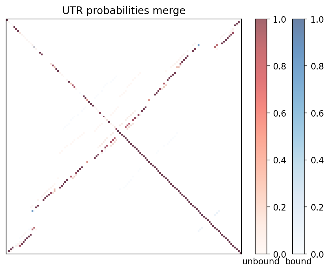 Heatmap of base pair probabilities for computational NUPACK foldings of the 5prime UTR with the bound and unbound conformers overlaid