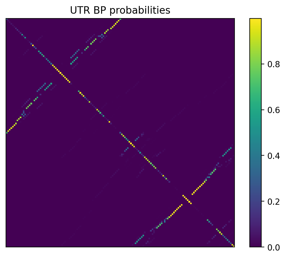 Heatmap of base pair probabilities for 1000 computational NUPACK foldings of the 5prime UTR
