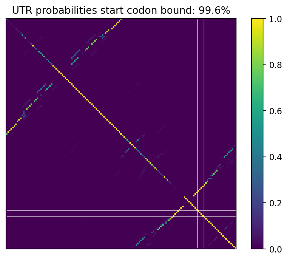 Heatmap of base pair probabilities for computational NUPACK foldings of the 5prime UTR that leave the start codon bound
