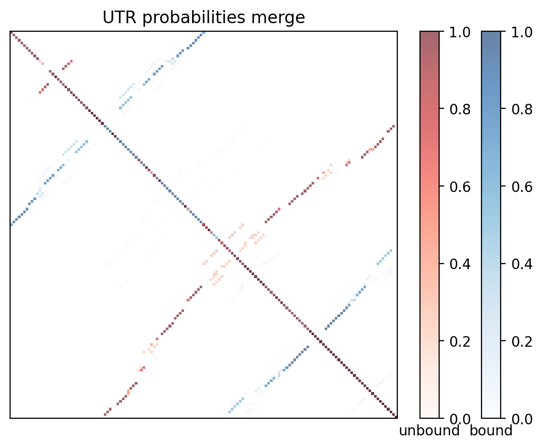 Heatmap of base pair probabilities for computational NUPACK foldings of the 5prime UTR with the bound and unbound conformers overlaid
