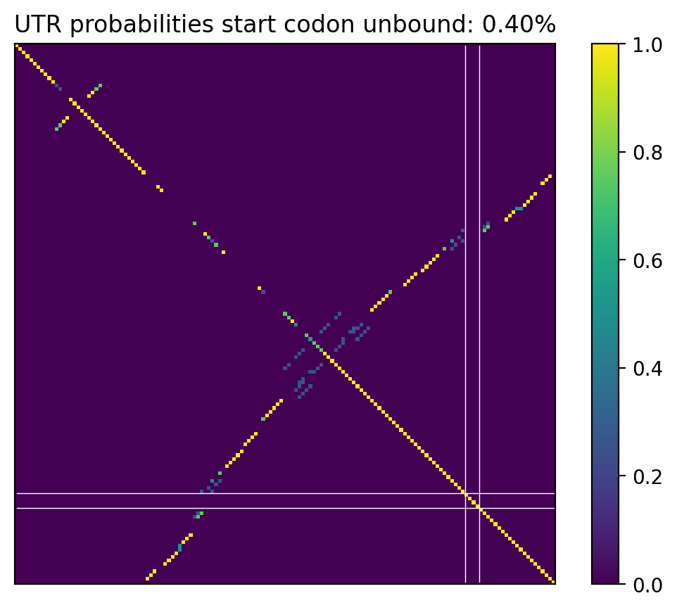 Heatmap of base pair probabilities for computational NUPACK foldings of the 5prime UTR that leave the start codon unbound