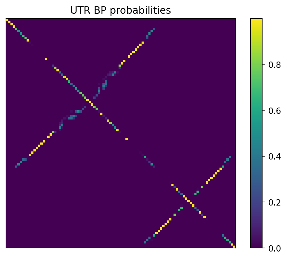 Heatmap of base pair probabilities for 1000 computational NUPACK foldings of the 5prime UTR