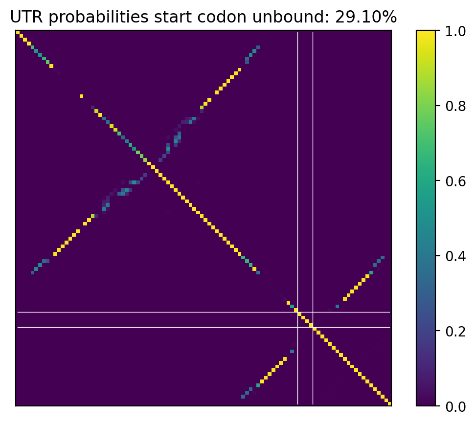 Heatmap of base pair probabilities for computational NUPACK foldings of the 5prime UTR that leave the start codon unbound