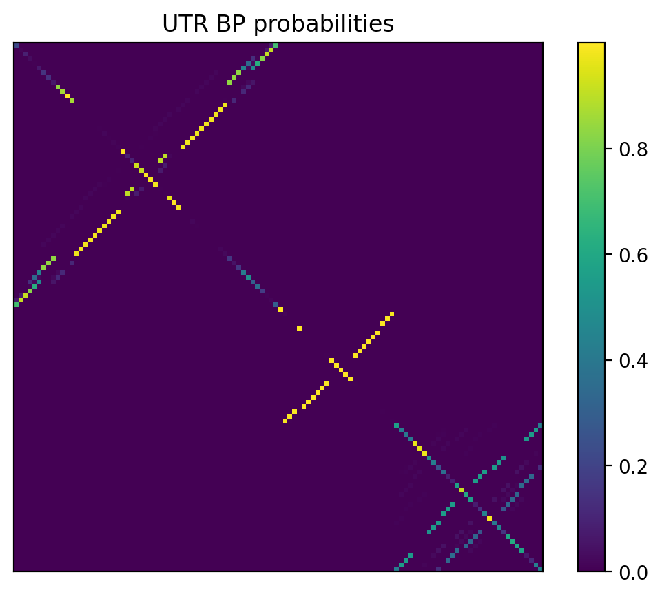 Heatmap of base pair probabilities for 1000 computational NUPACK foldings of the 5prime UTR
