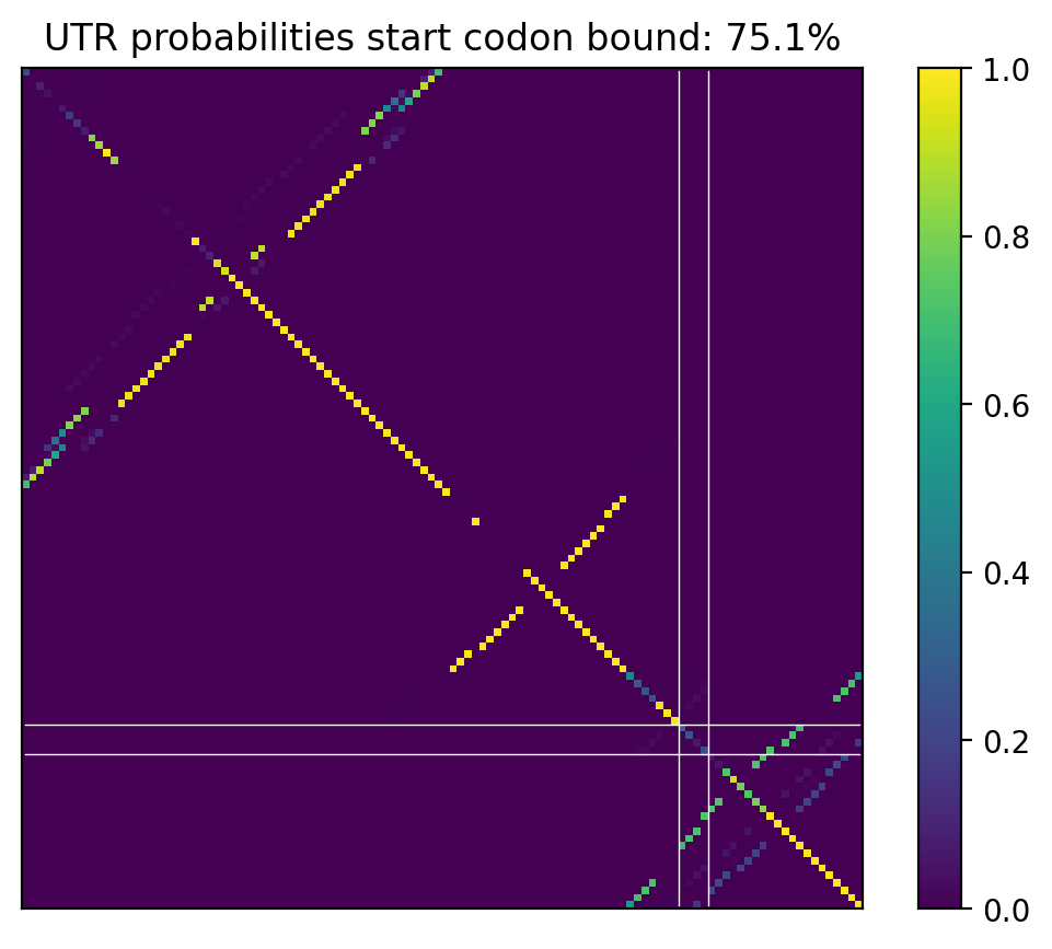 Heatmap of base pair probabilities for computational NUPACK foldings of the 5prime UTR that leave the start codon bound