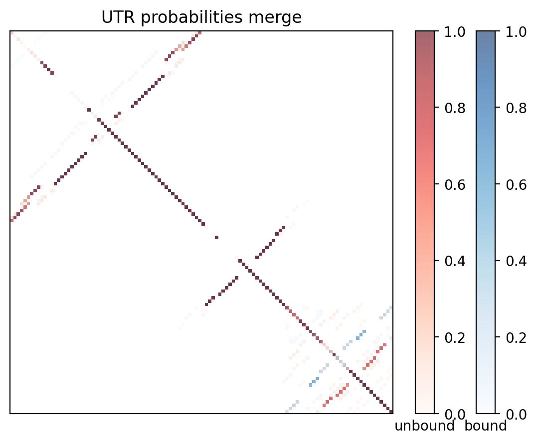 Heatmap of base pair probabilities for computational NUPACK foldings of the 5prime UTR with the bound and unbound conformers overlaid