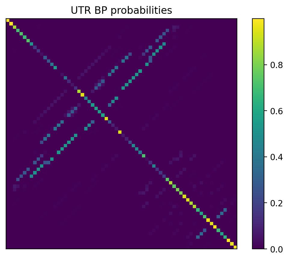 Heatmap of base pair probabilities for 1000 computational NUPACK foldings of the 5prime UTR