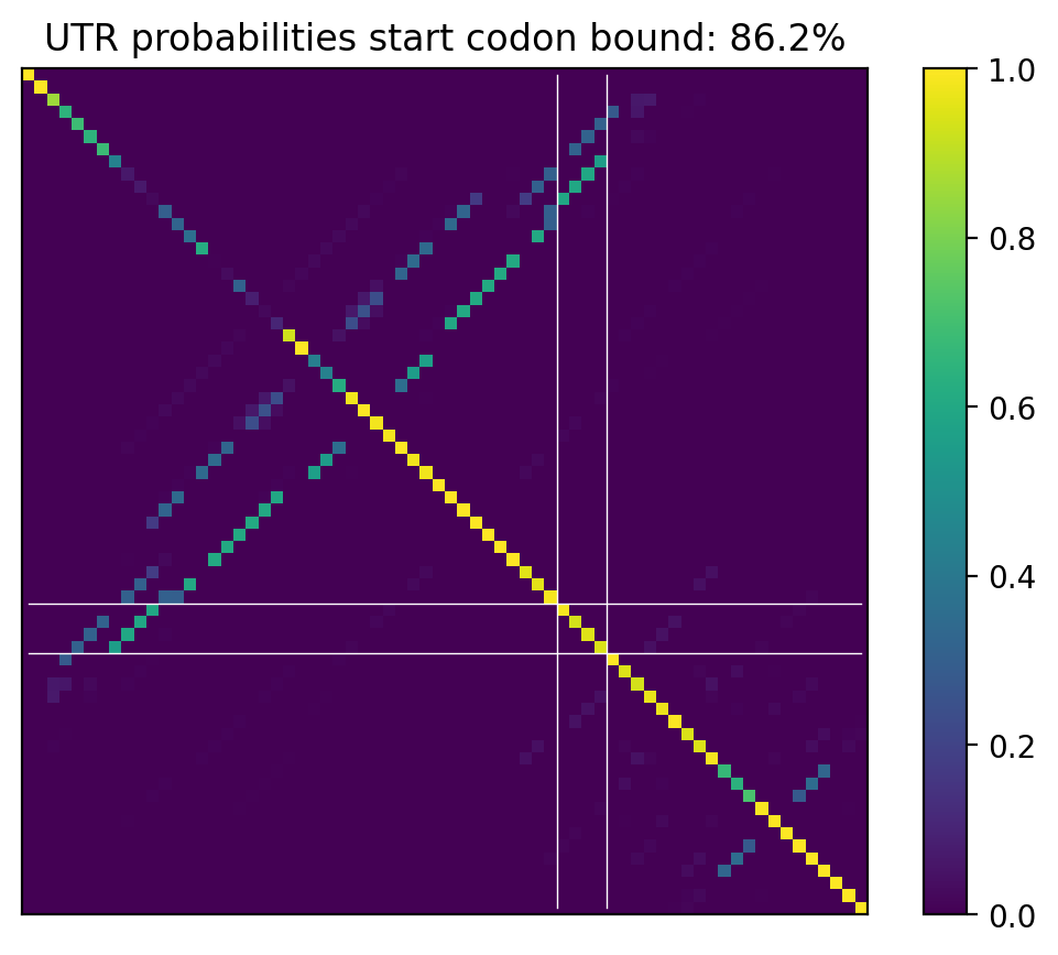Heatmap of base pair probabilities for computational NUPACK foldings of the 5prime UTR that leave the start codon bound