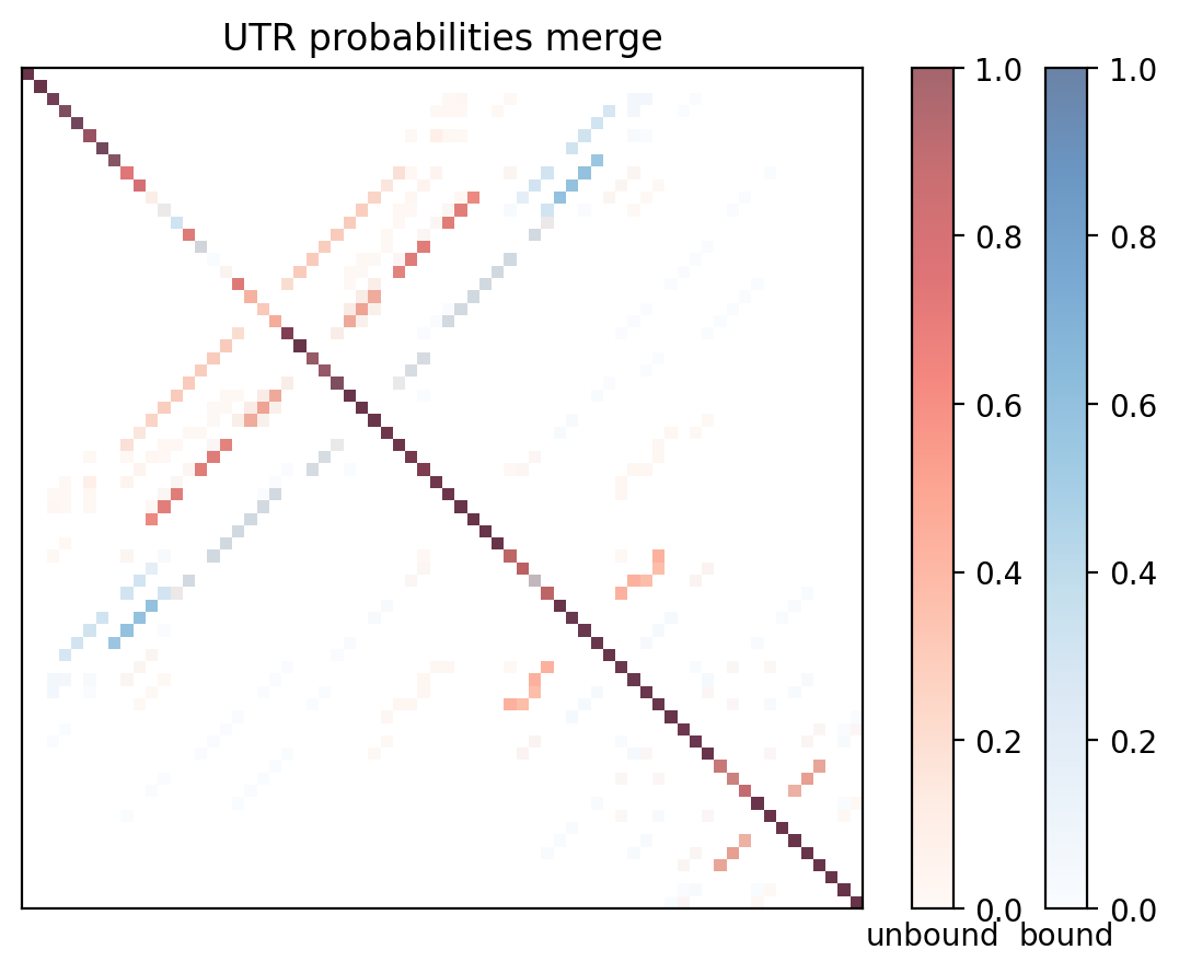 Heatmap of base pair probabilities for computational NUPACK foldings of the 5prime UTR with the bound and unbound conformers overlaid