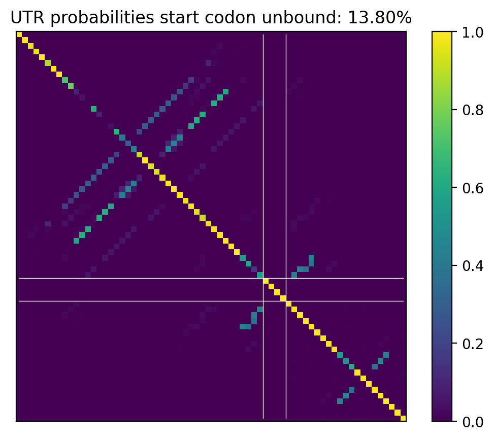 Heatmap of base pair probabilities for computational NUPACK foldings of the 5prime UTR that leave the start codon unbound