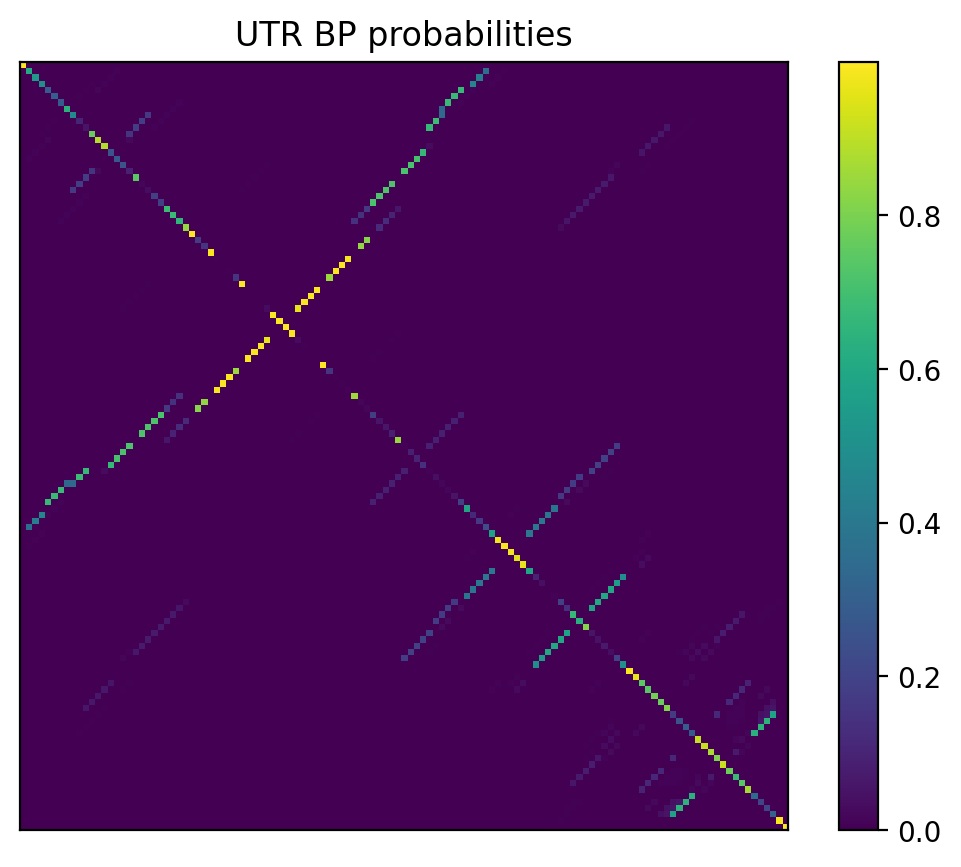 Heatmap of base pair probabilities for 1000 computational NUPACK foldings of the 5prime UTR