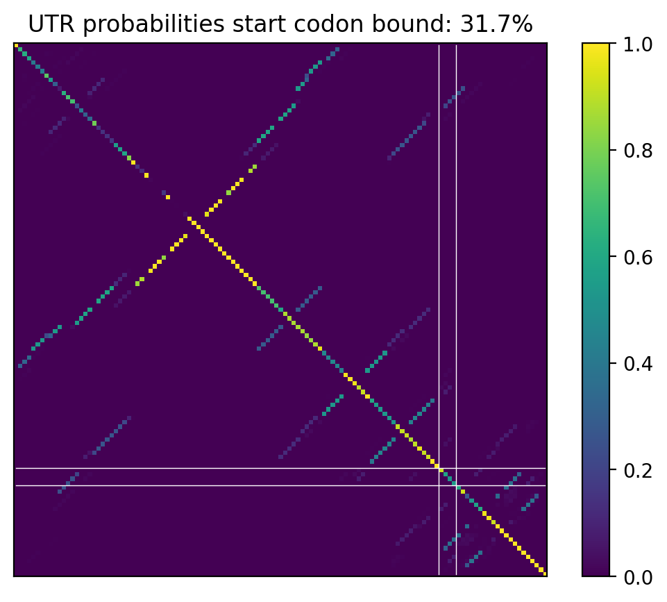Heatmap of base pair probabilities for computational NUPACK foldings of the 5prime UTR that leave the start codon bound