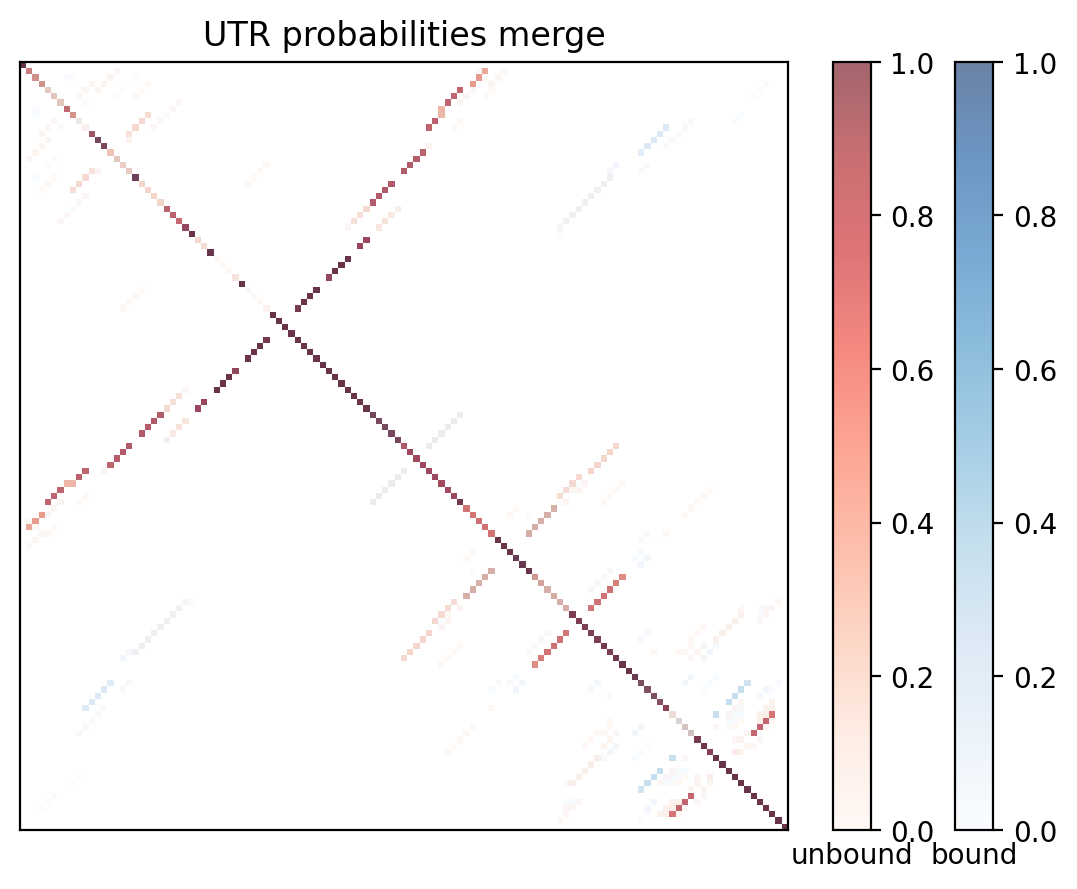 Heatmap of base pair probabilities for computational NUPACK foldings of the 5prime UTR with the bound and unbound conformers overlaid