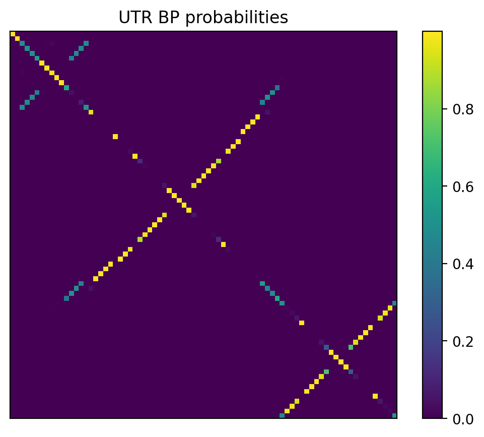 Heatmap of base pair probabilities for 1000 computational NUPACK foldings of the 5prime UTR