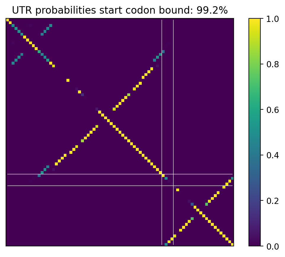 Heatmap of base pair probabilities for computational NUPACK foldings of the 5prime UTR that leave the start codon bound