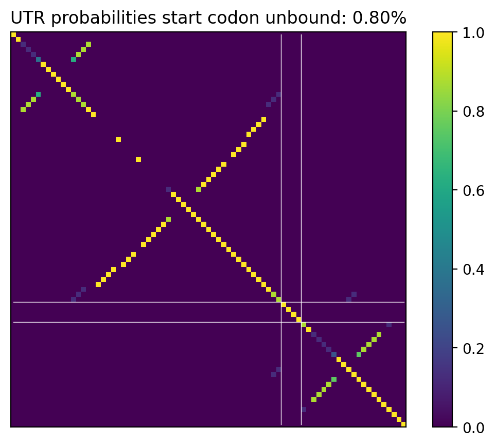 Heatmap of base pair probabilities for computational NUPACK foldings of the 5prime UTR that leave the start codon unbound