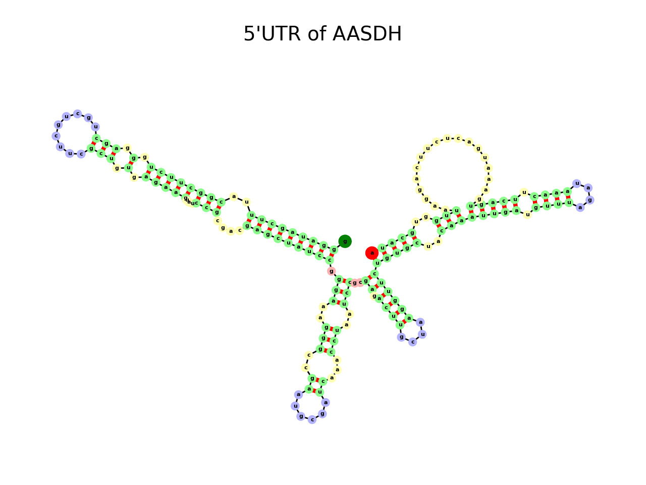 image of 5prime UTR secondary structure