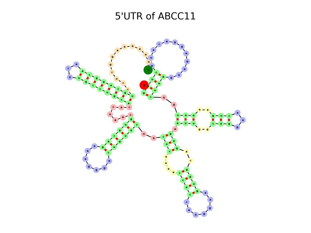 image of 5prime UTR secondary structure