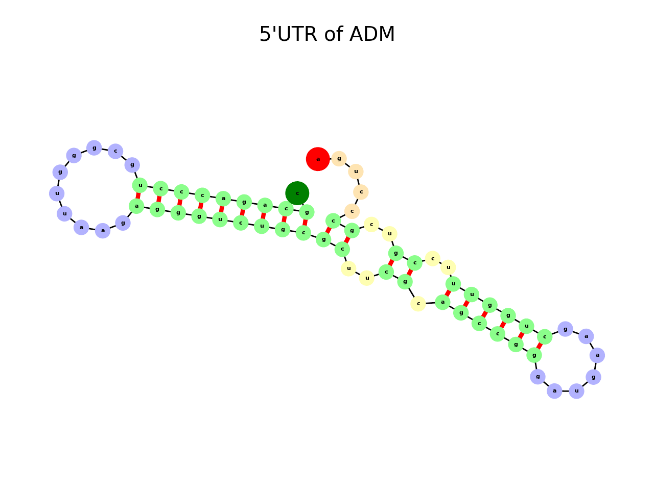 image of 5prime UTR secondary structure