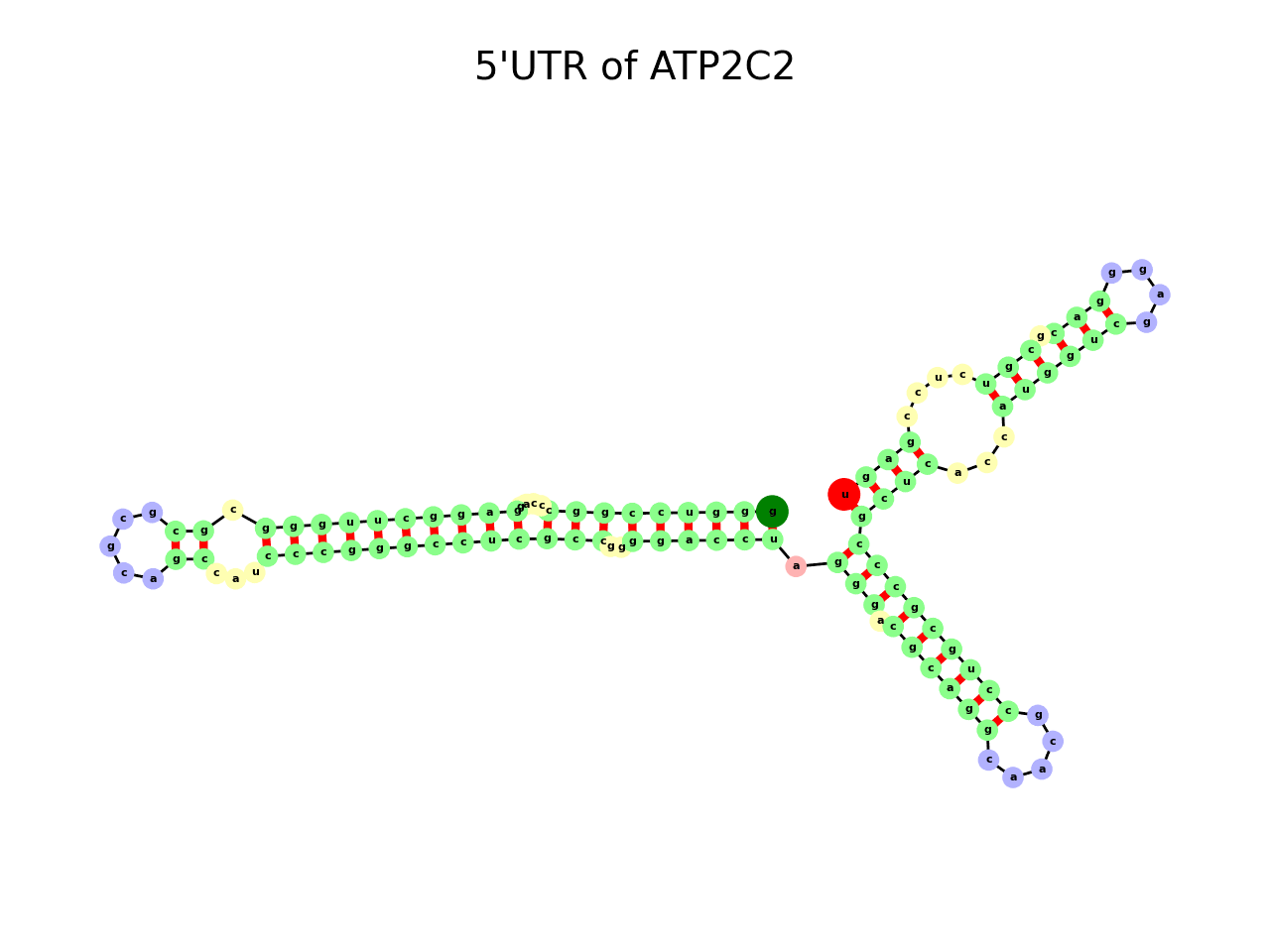 image of 5prime UTR secondary structure