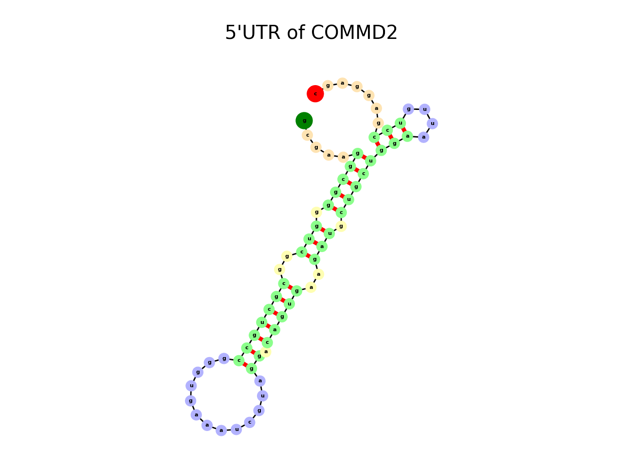 image of 5prime UTR secondary structure