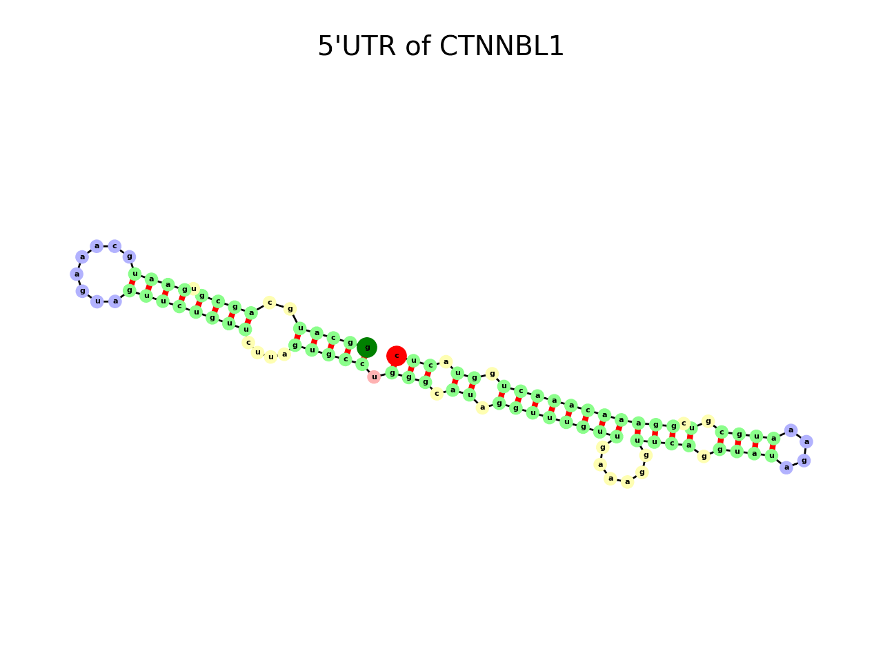 image of 5prime UTR secondary structure
