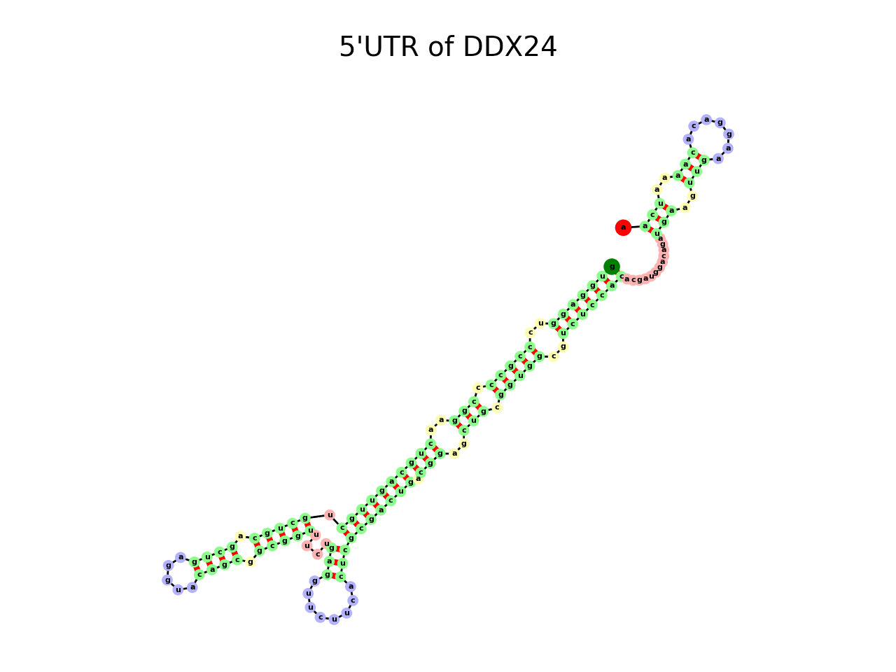 image of 5prime UTR secondary structure