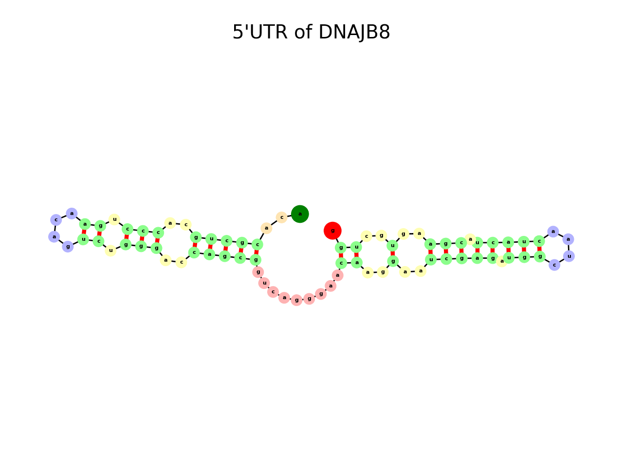 image of 5prime UTR secondary structure