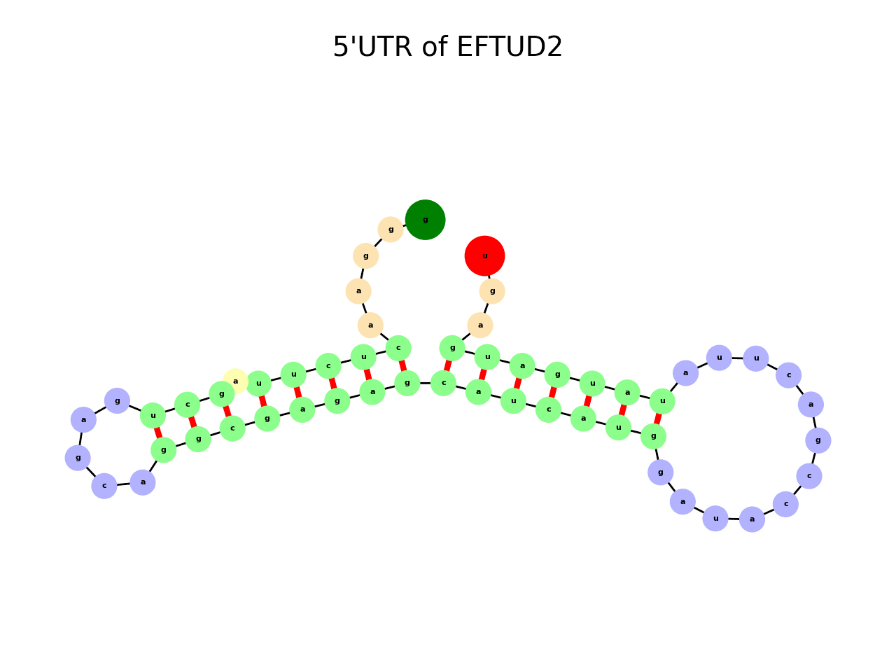 image of 5prime UTR secondary structure