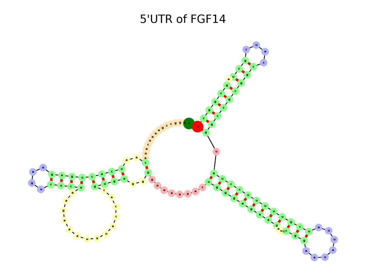 image of 5prime UTR secondary structure