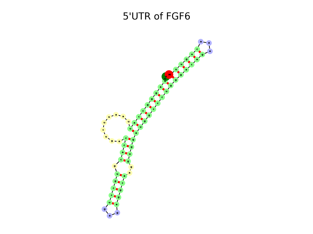 image of 5prime UTR secondary structure