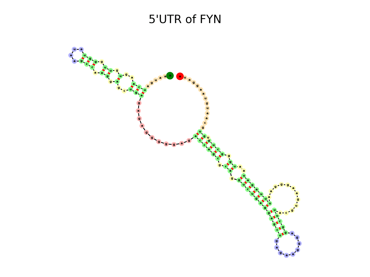 image of 5prime UTR secondary structure