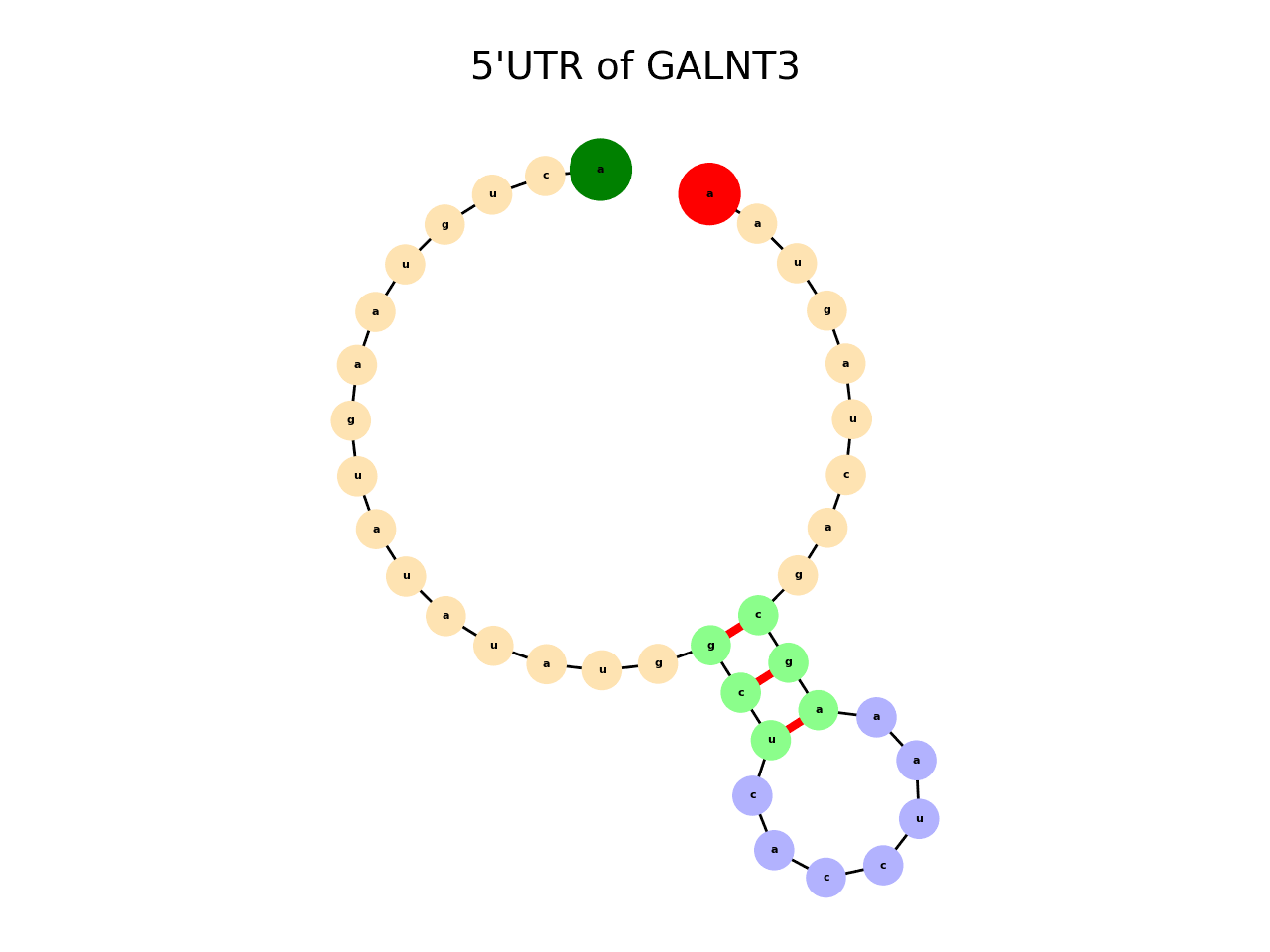 image of 5prime UTR secondary structure