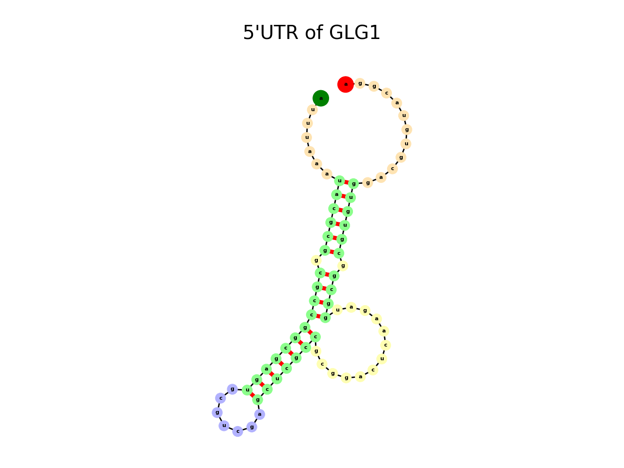 image of 5prime UTR secondary structure