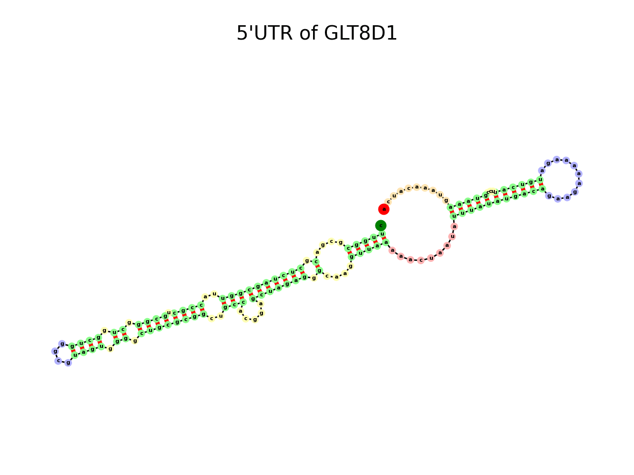 image of 5prime UTR secondary structure