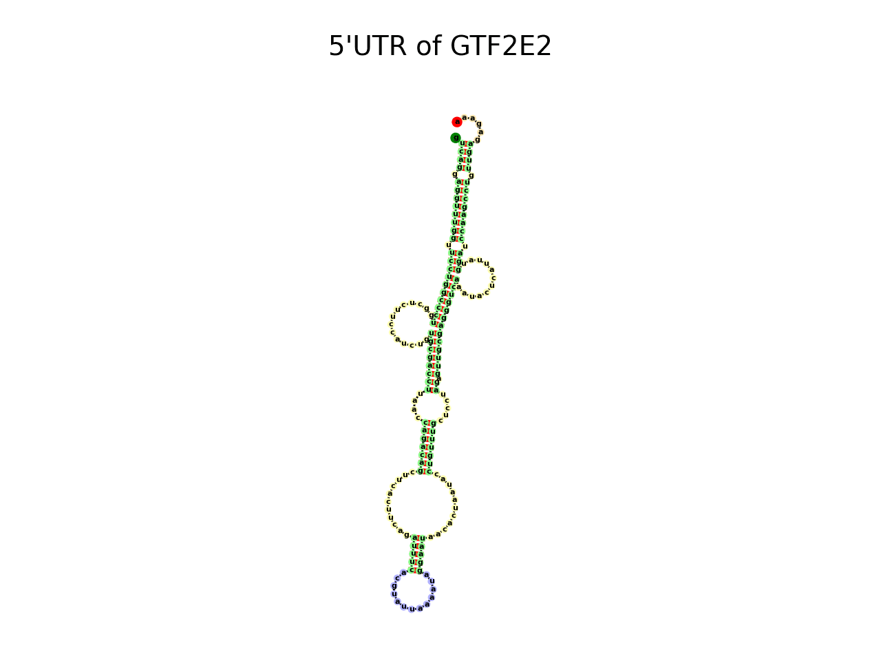 image of 5prime UTR secondary structure