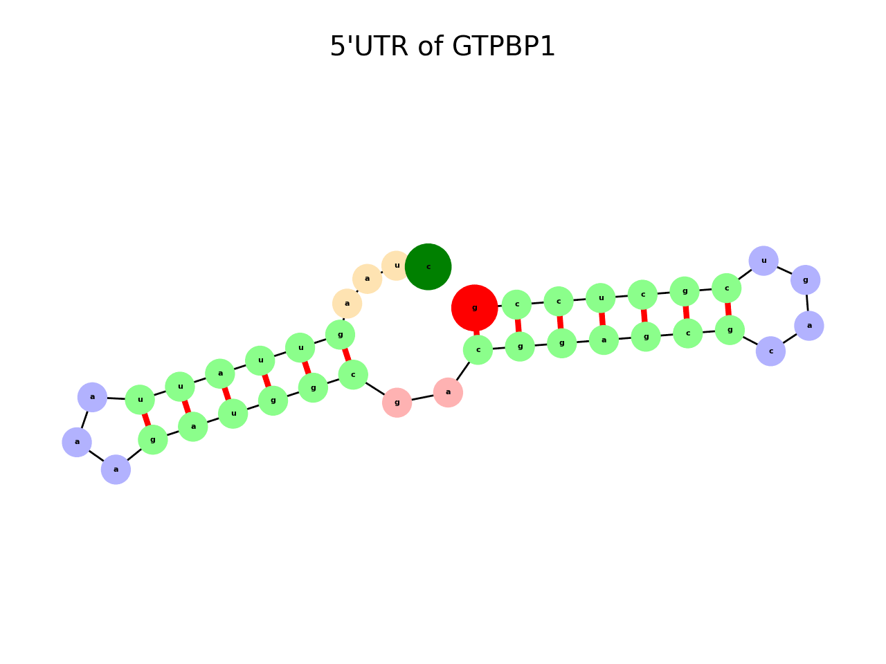 image of 5prime UTR secondary structure