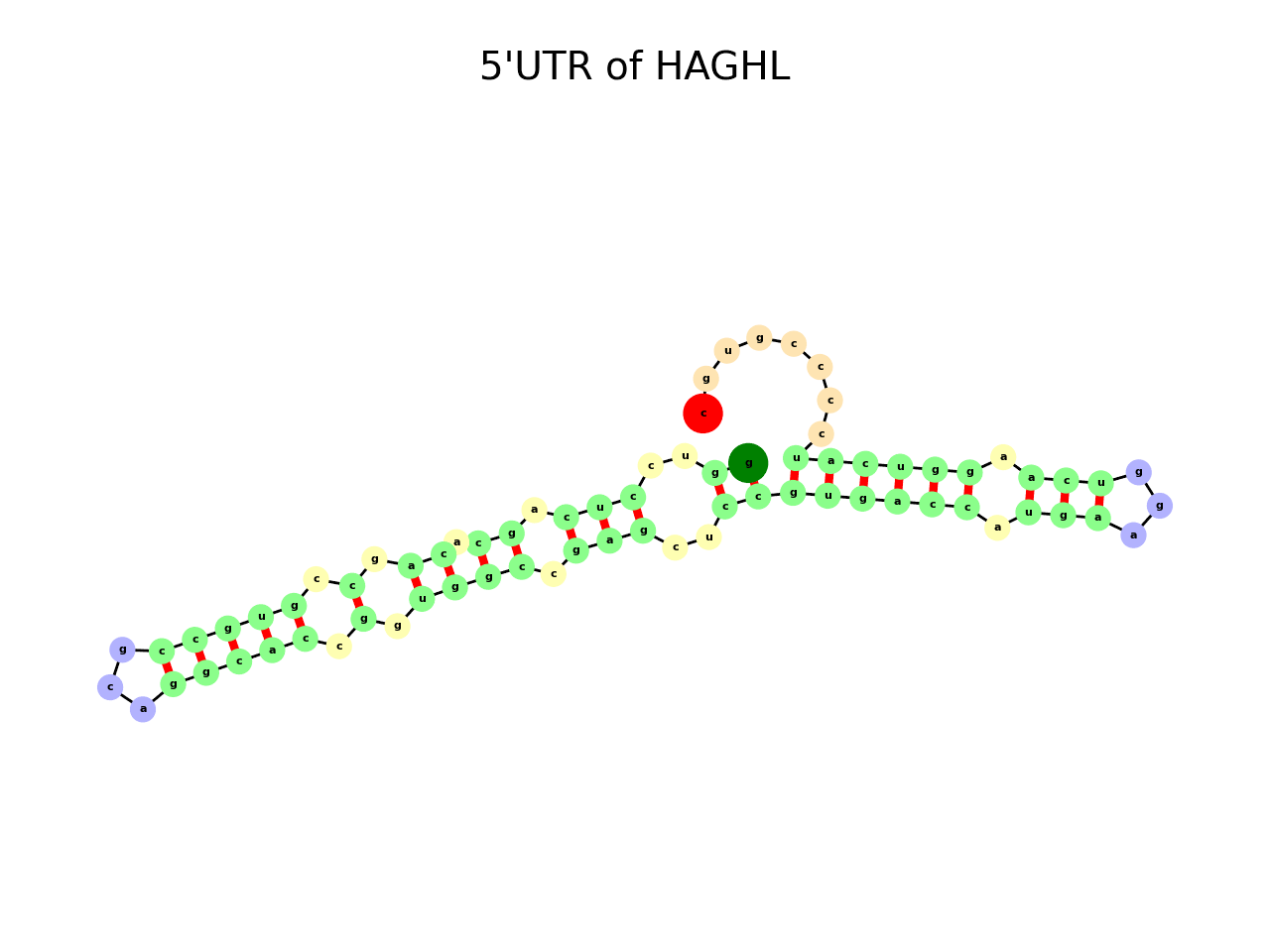 image of 5prime UTR secondary structure