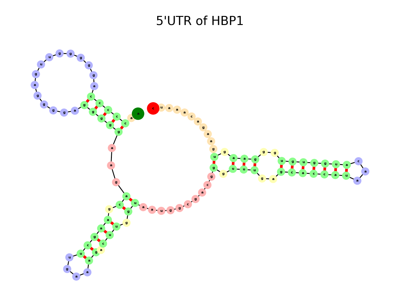 image of 5prime UTR secondary structure