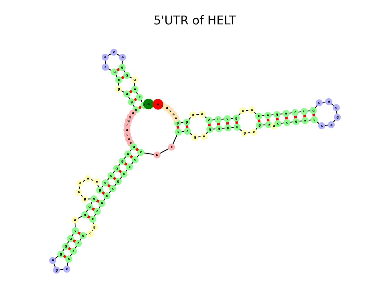 image of 5prime UTR secondary structure