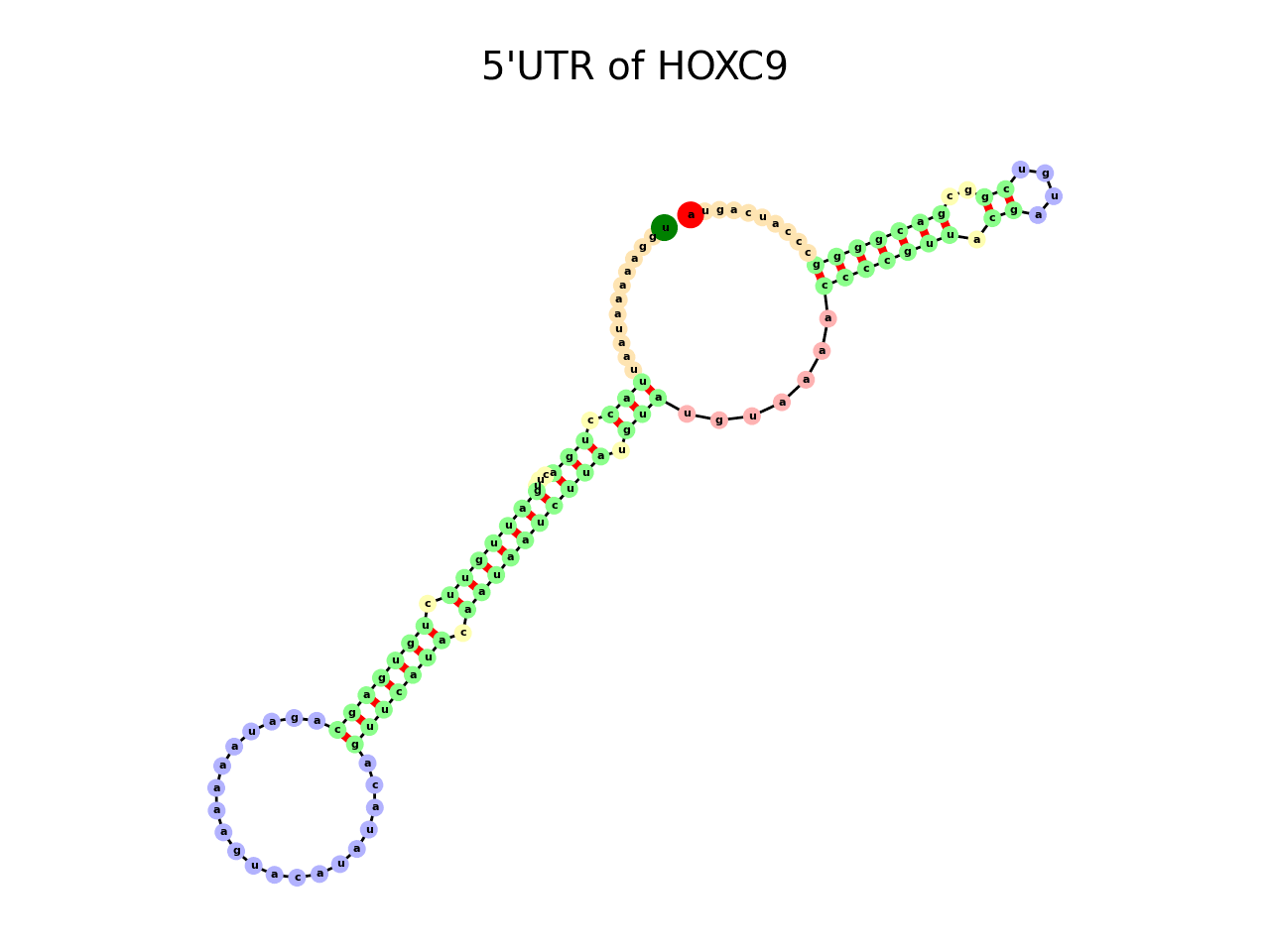 image of 5prime UTR secondary structure