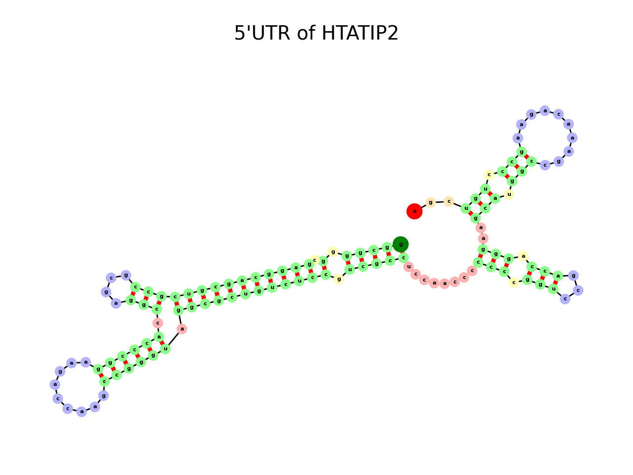 image of 5prime UTR secondary structure
