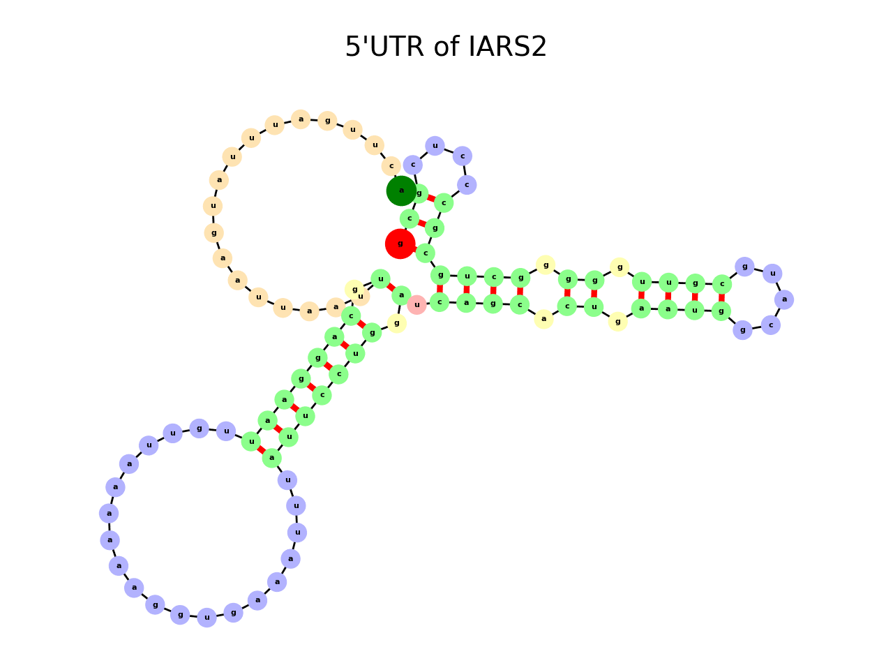 image of 5prime UTR secondary structure